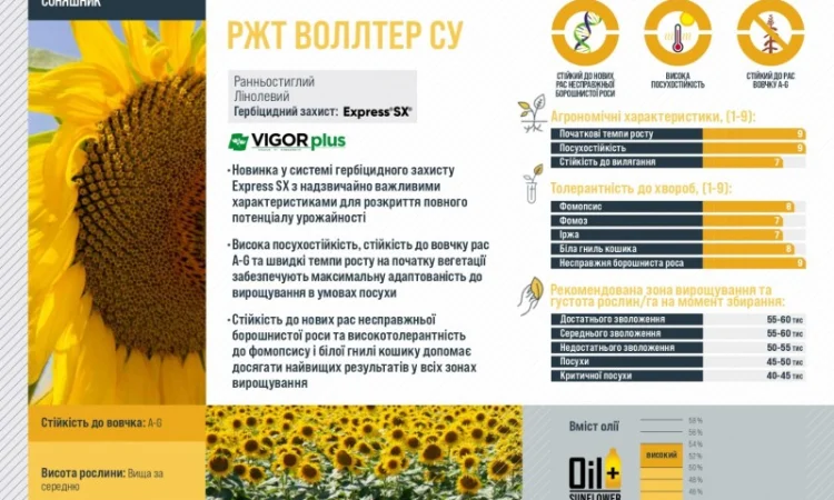 Насіння соняшника ВОЛЛТЕР RAGT – ранньостиглий сорт - фото № 2