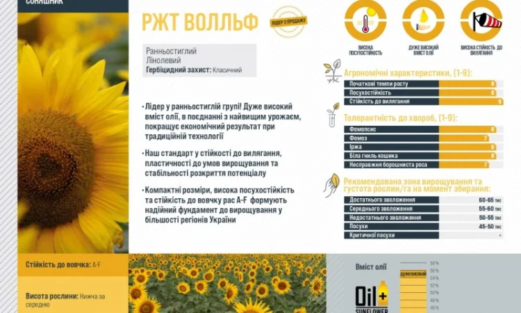 Насіння соняшника ВОЛЛЬФ RAGT - ранньостигле - фото № 3