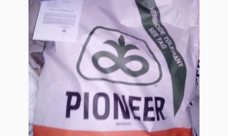 Насіння соняшника PIONEER P64LE99 (П64ЛЕ99) в продаже - фото № 3
