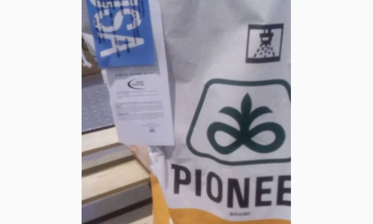 Насіння соняшника PIONEER P64LE99 (П64ЛЕ99) в продаже - фото № 4