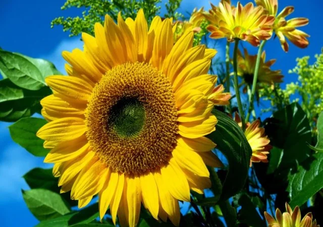 Куплю подсолнечник оптом - фото № 1