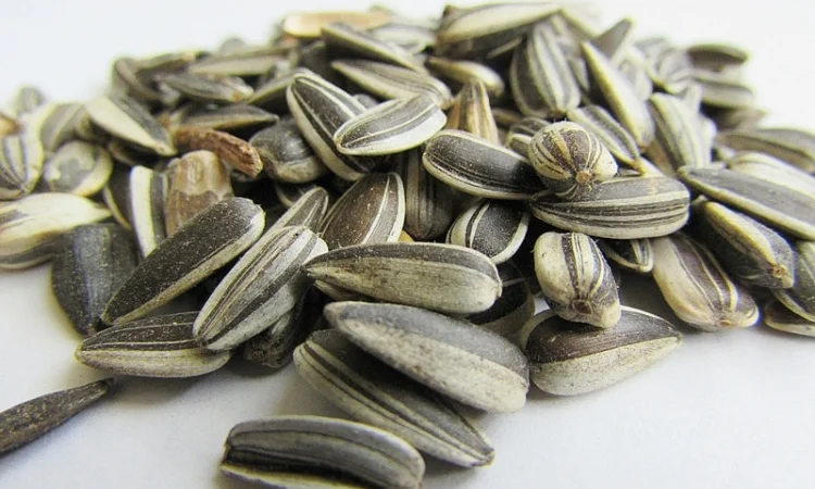 Покупаем семечки подсолнечника масленичный и кулинарный на экспорт от 20 тонн - фото № 3