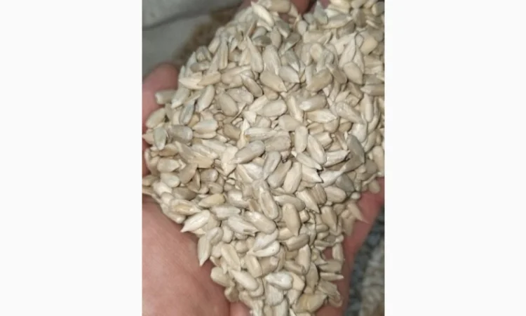 Продажа ядра семян подсолнечника на экспорт от производителя, от 20 тонн - фото № 4