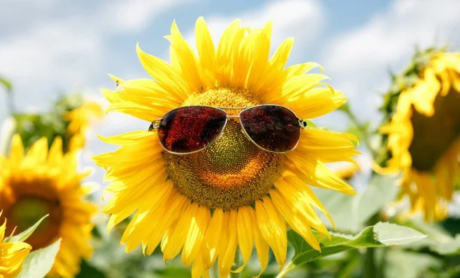 Срочно продается посевной канадский трансгенный гибрид подсолнечника TIZIAN F 399 - фото № 1