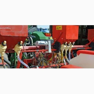 Соняшник singenta - фото № 2