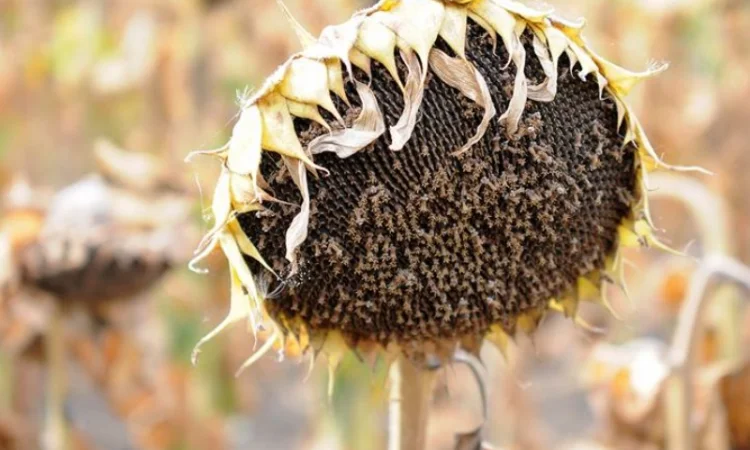 Насіння соняшника гібрид РОНА – продаж - фото № 1