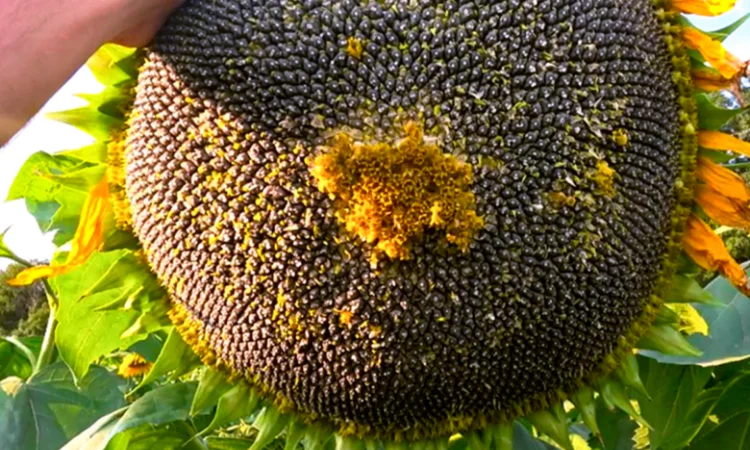 Семена подсолнечника Гаярд – урожай 2023 года - фото № 1
