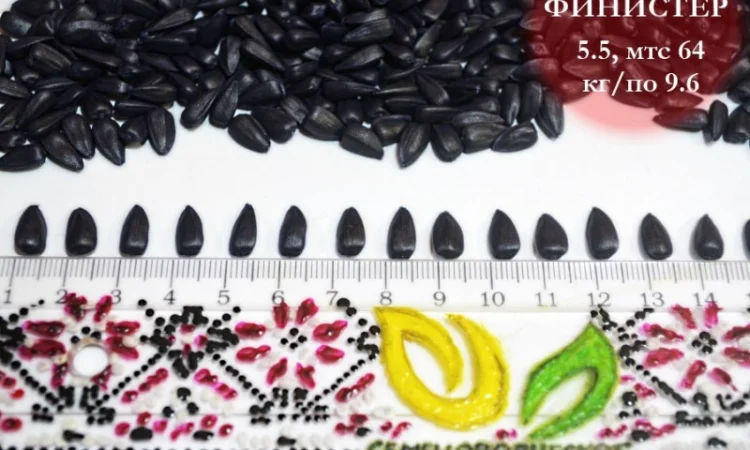 Насіння соняшника Фіністер – стандарт та екстра фракції - фото № 2