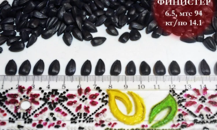 Насіння соняшника Фіністер – стандарт та екстра фракції - фото № 5