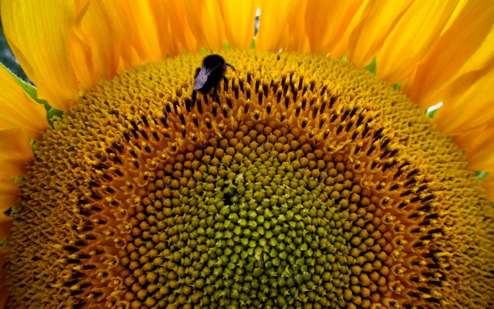 Насіння соняшника Фіністер – стандарт та екстра фракції - фото № 1