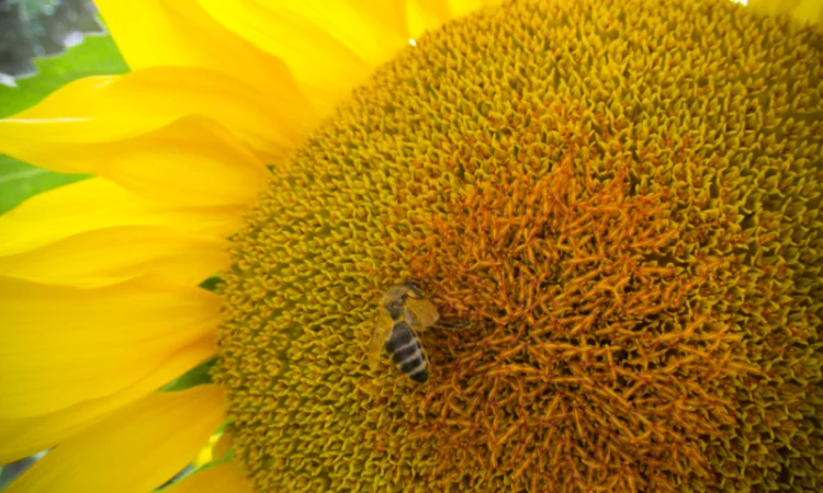 Насіння соняшника Савой – Гранстаростійкий гібрид - фото № 1