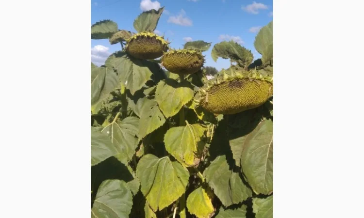 Семена соняшника Азимут Експрес 75 - фото № 1