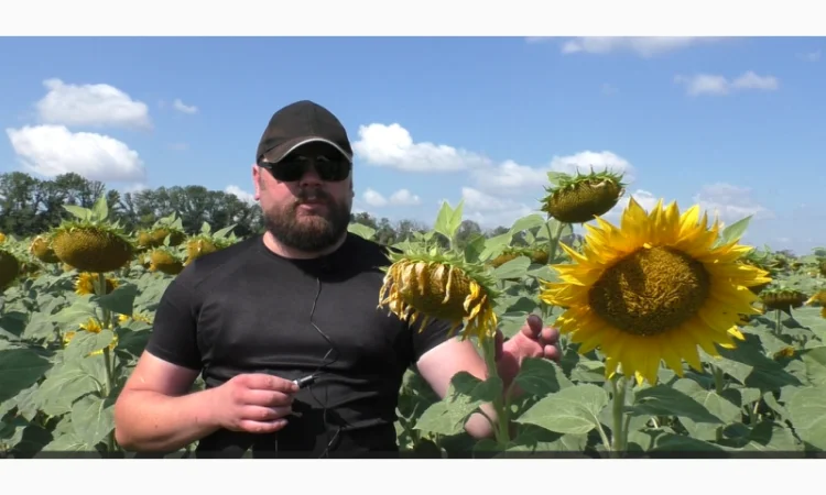 Семена подсолнечника Астон A-G – высокоурожайный гибрид - фото № 1