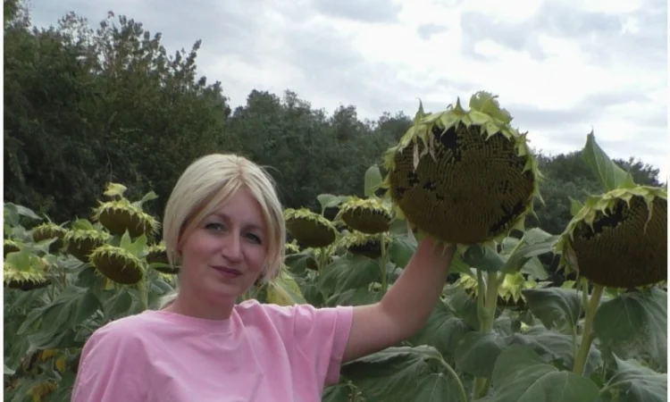 Насіння соняшника Аркос - високоврожайний гібрид - фото № 1