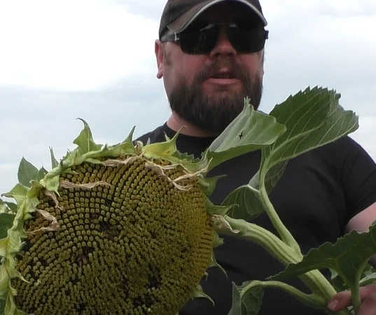 Насіння соняшника Флокс гранстар 50 у продажу - фото № 1