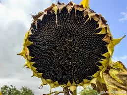 Соняшник ЕС Яніс (A-G) від Euralis - фото № 1