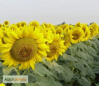 Семена подсолнечника Одиссей (экстра) в продаже - фото № 1