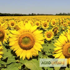 Гибрид подсолнечника Алексей – высокие урожаи и устойчивость - фото № 1