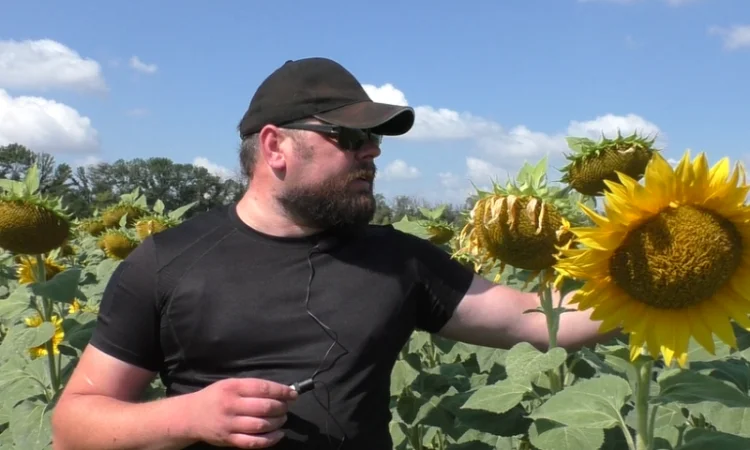 Насіння соняшника НС Х 8005 – продаж під гранстар - фото № 1