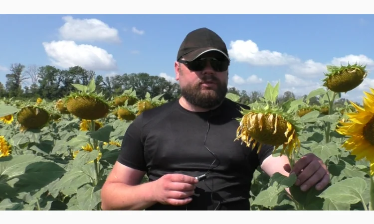 Семена соняшника НСХ 6749 SU на продажу - фото № 1