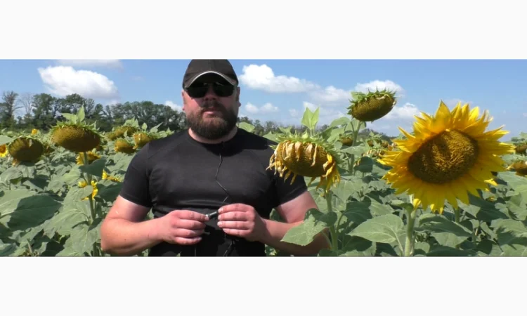 Семена соняшника НСХ 7902 SU у продажу - фото № 1