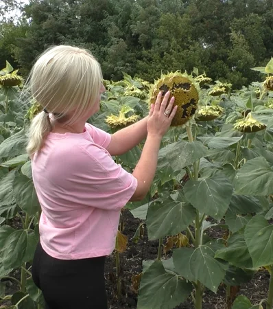 Насіння соняшника Неймар Плюс A-G в продаже - фото № 1