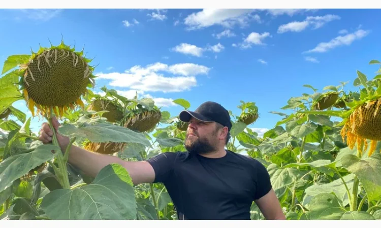 Ультра ранній соняшник КАРДИНАЛ - фото № 1