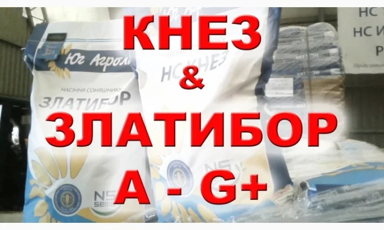 Продается семена подсолнечника гибрида Златибор от Нови Сад - фото № 1