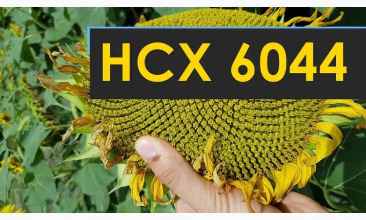 Семена подсолнечника НСХ-6044 - ранний гибрид с высокой урожайностью - фото № 1