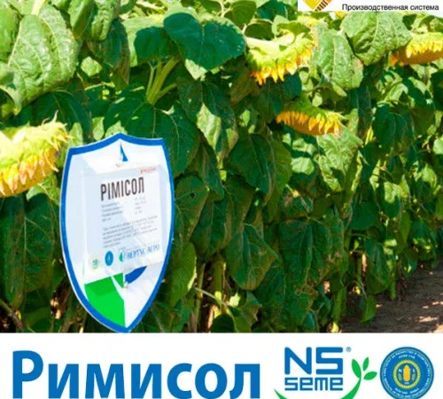 Подсолнечник Римисол - высокоурожайный гибрид - фото № 1