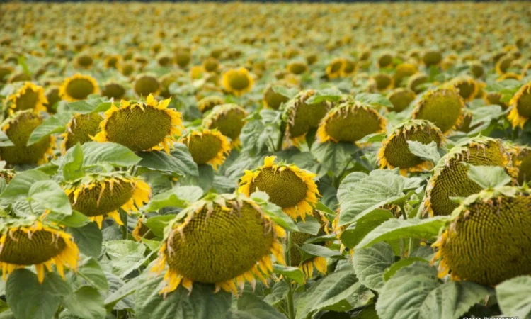 Пропонується підсолнечник НС-Х-498 7OR під гранстар 50 гр - фото № 1