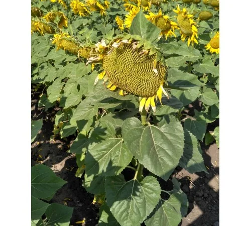 Продается подсолнечник Лейила - фото № 1