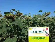 Подсолнечник ЕС Андромеда от Euralis - высокие урожайности - фото № 1