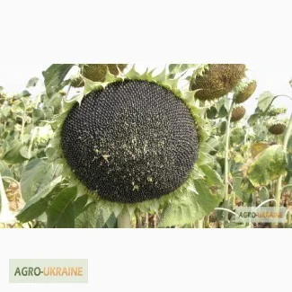 Семена подсолнечника НС-Сумо-2017 (гранстар) в продаже - фото № 1