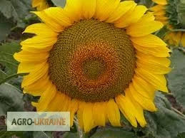 Семена подсолнечника Римми (Евролайтинг) в продаже - фото № 1