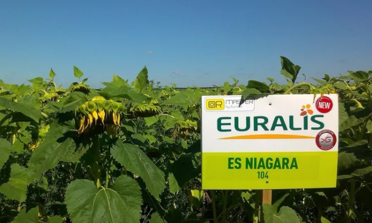 Соняшник ЕС Ніагара від Euralis - продуктивний гібрид - фото № 1