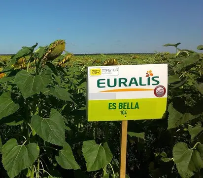 Подсолнечник ЕС Белла - Euralis (A-G) високоякісний гібрид - фото № 1