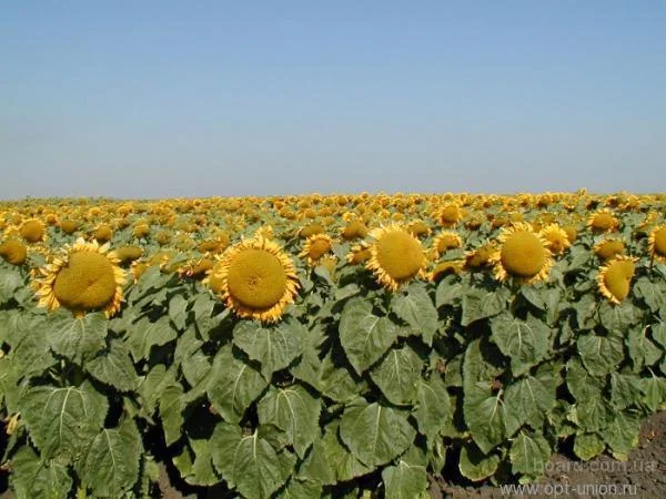 Подсолнечник ЕС Артик (A-G) від Euralis - Високоолеїновий гібрид - фото № 1