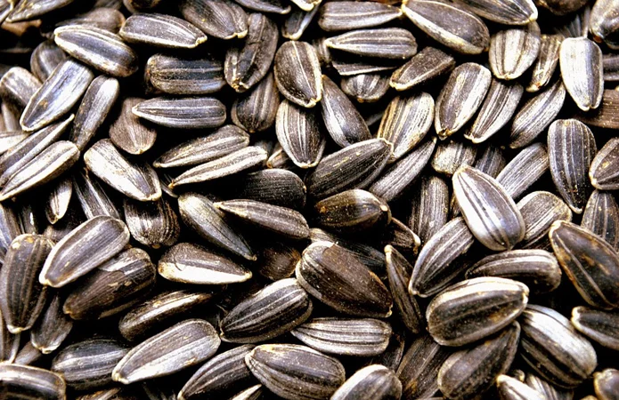 Закупівля некласної насіння для переробки - фото № 1