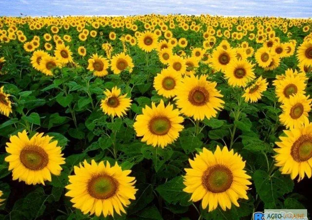 Куплю подсолнечник и отходы на самовывоз - фото № 1