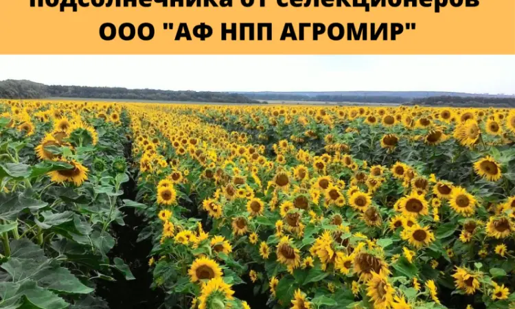 Батьківські компоненти для гібридизації соняшника - фото № 1