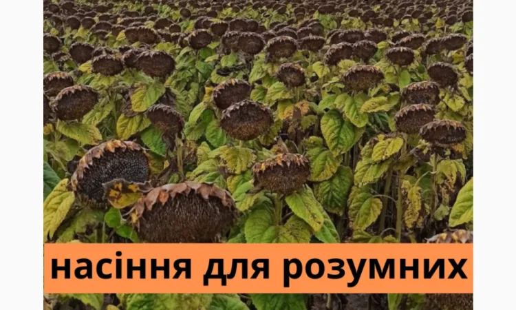 Семена соняшника гібрид Фараон - фото № 1