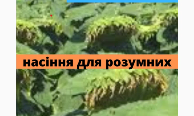 Семена подсолнечника гибрид АМ ТАЙПАН КЛП - фото № 1