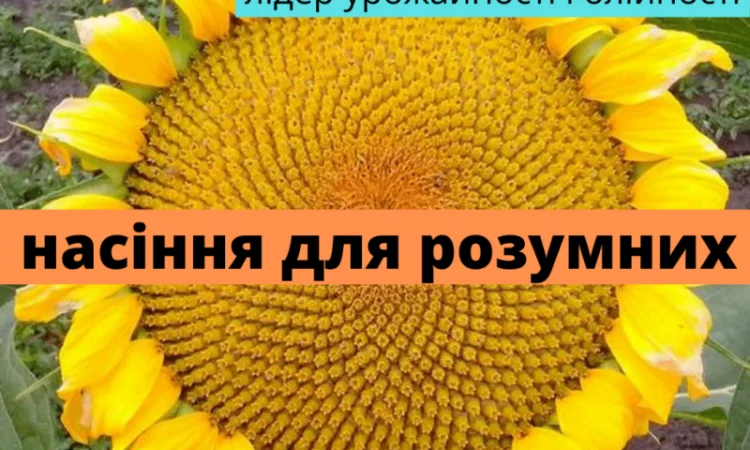 Семена подсолнечника гибрид Презент – высокоурожайный вариант - фото № 1