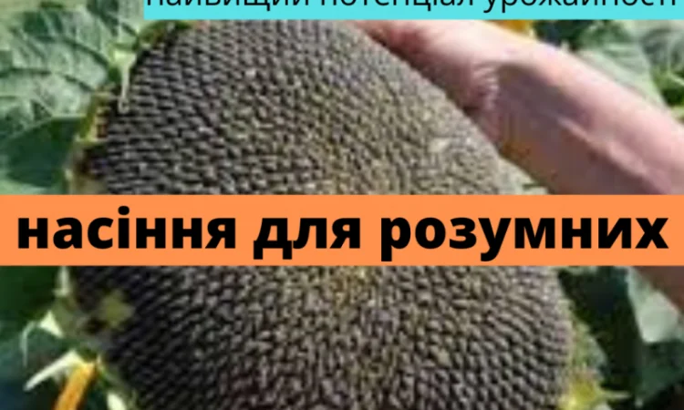 Семена соняшника гібрид Фурор F1 на продажу - фото № 1