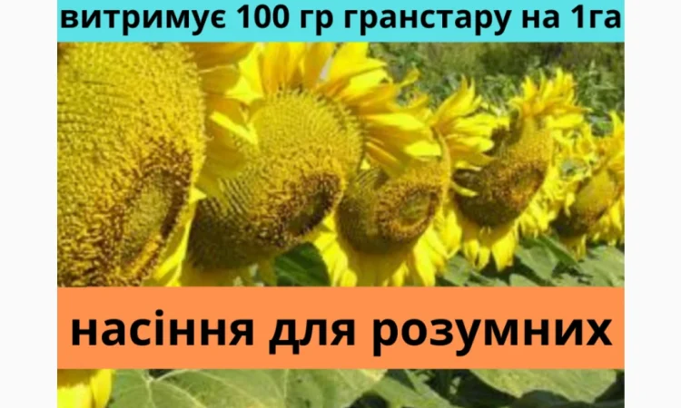 Насіння соняшника АМ Патріот плюс - фото № 1