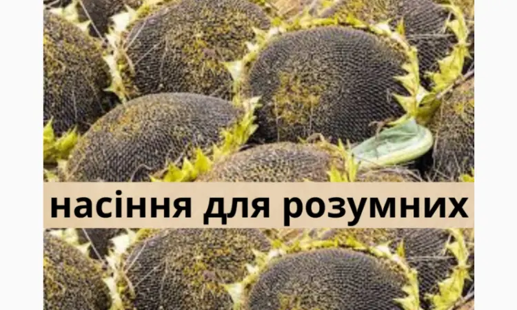Семена соняшника гібрид КЛП 25 - високий урожай та стійкість - фото № 1