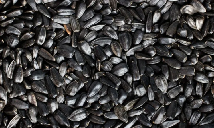 Купуємо насіння соняшнику - фото № 1