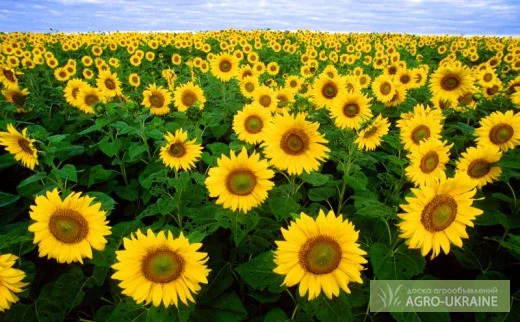 Семена соняшника Алмаз - продаж - фото № 1