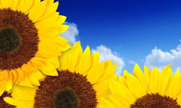 Семена соняшника від вітчизняних виробників - фото № 1